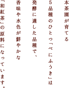 本茶園が育てる５品種のひとつ「べにふうき」は発酵に適した品種で、香味や水色が鮮やかな「和紅茶」の原料になっています。